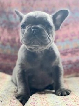 Thoughtful French Bulldog puppies for sale