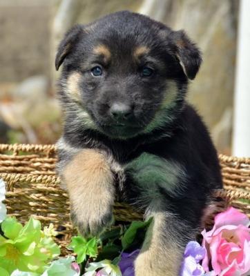 Magnificent German Shepherd puppies for sale