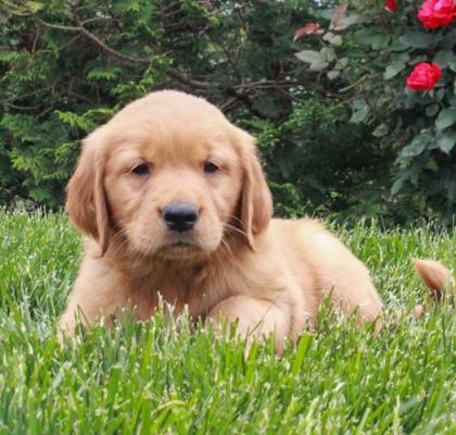 Considerate Golden Retriever puppies for sale