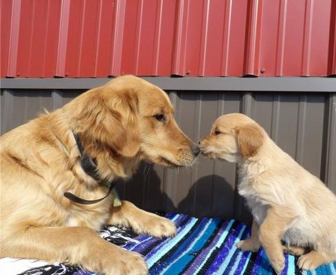  Generous Golden Retriever puppies for sale