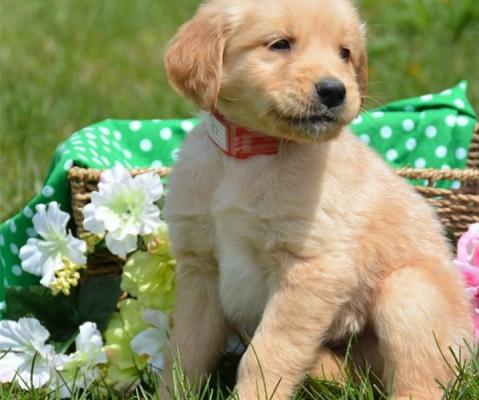 Amarous Golden Retriever puppies for sale