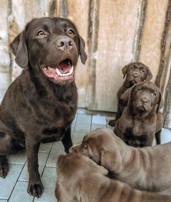 Chocolate Labrador retriever puppies