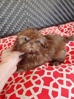 Outgoing Shih Tzu puppies for sale