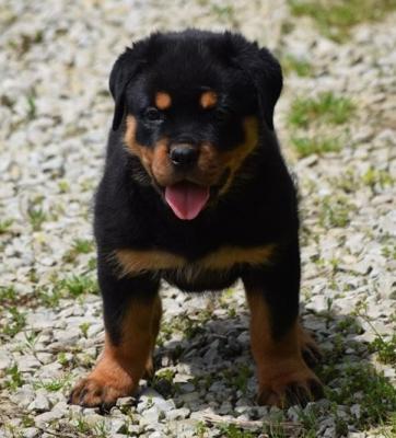  Well-travelled Rottweiler puppies for sale