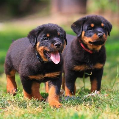 Fun-loving Rottweiler puppies for sale