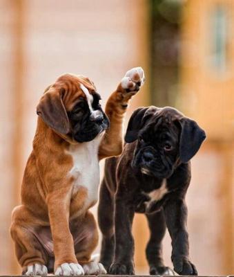 Wise Boxer puppies for sale