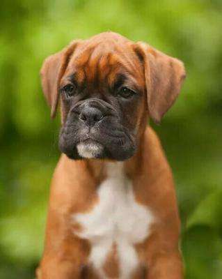  Well-read Boxer puppies for sale