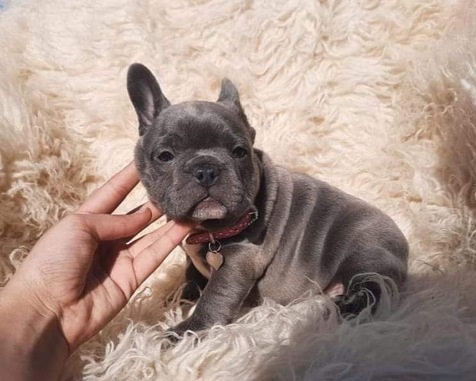 Vivacious French Bulldog puppies for sale