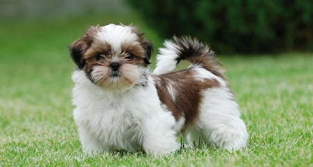 Magnetic Shih Tzu puppies for sale