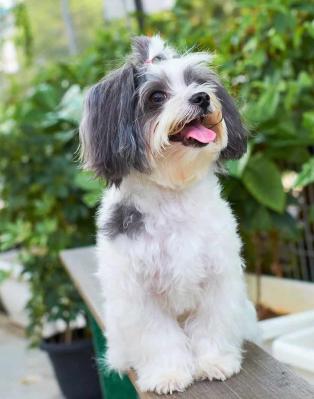 Likeable Shih Tzu puppies for sale