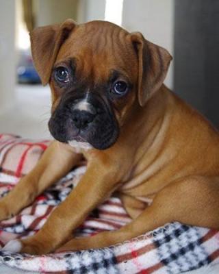 Resilient Boxer puppies for sale
