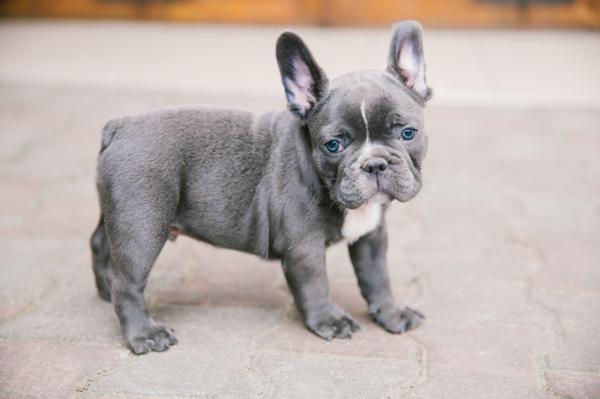 Persuasive French Bulldog puppies for sale