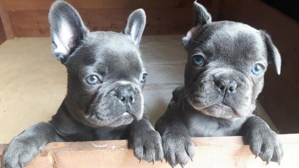 Generous French Bulldog puppies for sale
