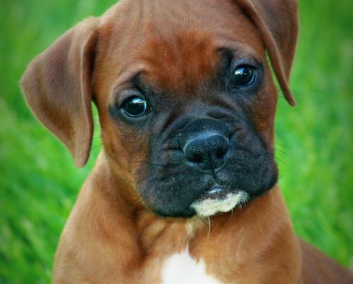 Strong Boxer puppies for sale