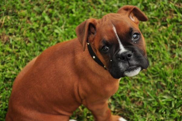 Reliable Boxer puppies for sale