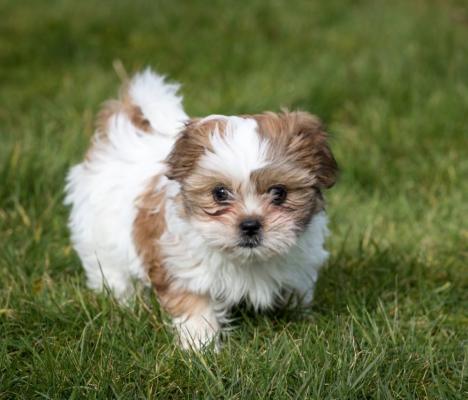 Sincere Shih Tzu puppies for sale 