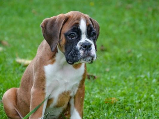 Determined Boxer puppies for sale