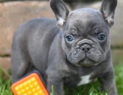   Exceptional French Bulldogs  For Sale