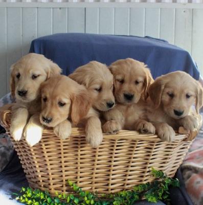 Breathtaking Golden Retriever puppies for sale
