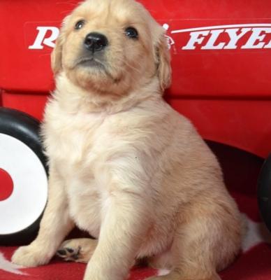 Extra-ordinary Golden Retriever puppies for sale