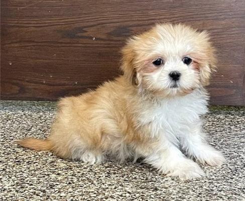 KC Registered Lhasa Apso Pups for sale
