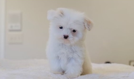 KC Registered Maltese Pups for sale