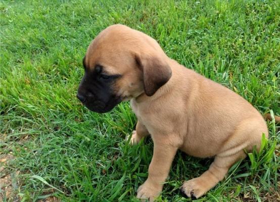 KC Registered Mastiff  Pups for sale