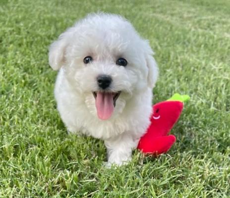 Lovely Bichon Frise Puppies For Sale