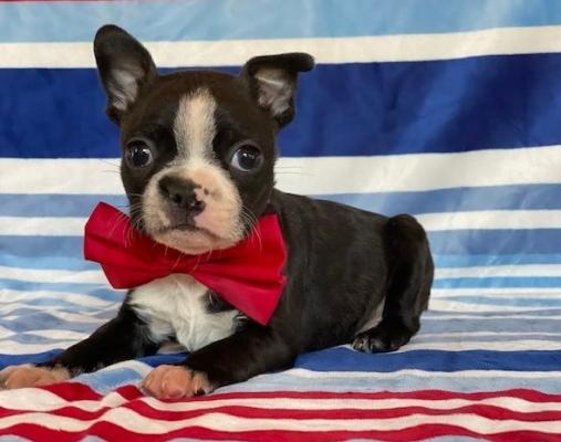 ute Boston Terrier puppies for you.