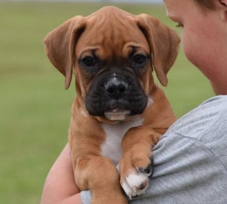 Boxer Puppies For Sale.
