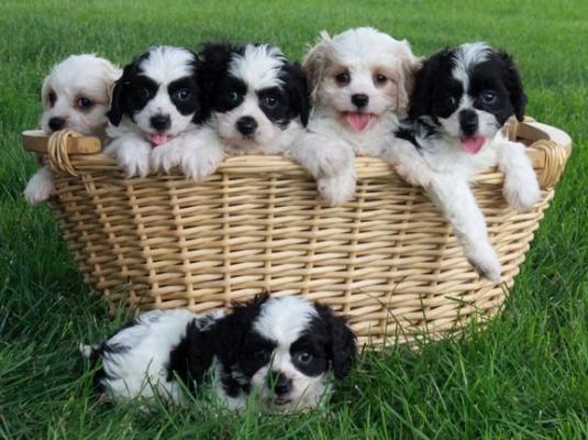 Wonderful Cavachon Puppies For Sale!
