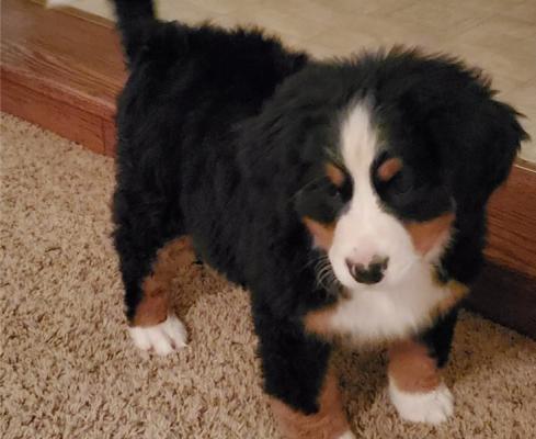 Bernese-mountain puppies for sale