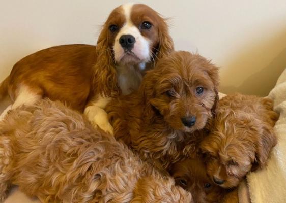 Stunning Cavapoo puppies for sale