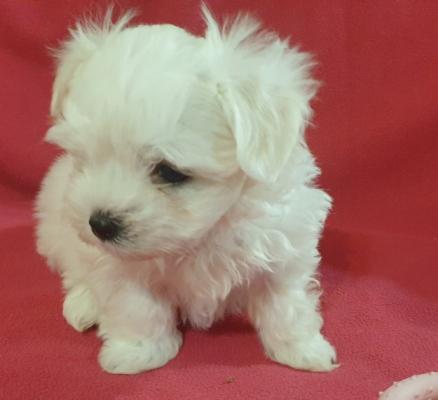 Maltese puppies available 