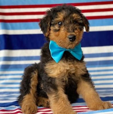 Adventurous Airedale Terrier puppies for sale