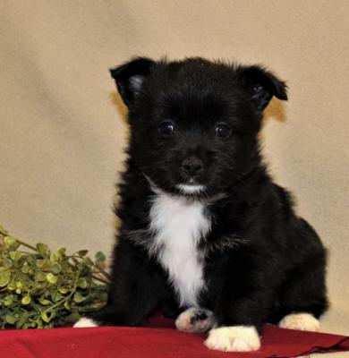 Considerate Schipperke puppies for sale