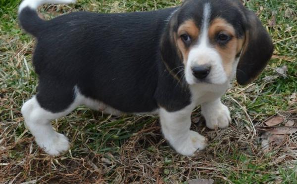 Affectionate Beagle puppies for sale