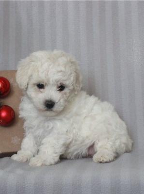Lovely Bichon Frise  puppies for sale
