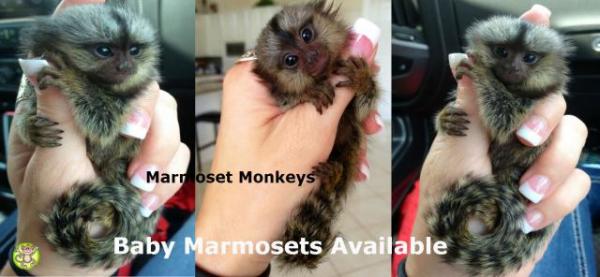 Adorable registered capuchin monkeys New