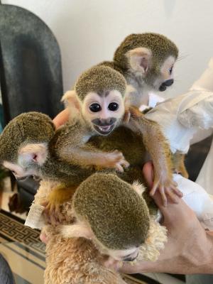 Marmoset monkeys available .