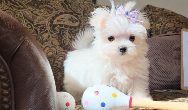 Friendly Maltese Puppies Available for sale