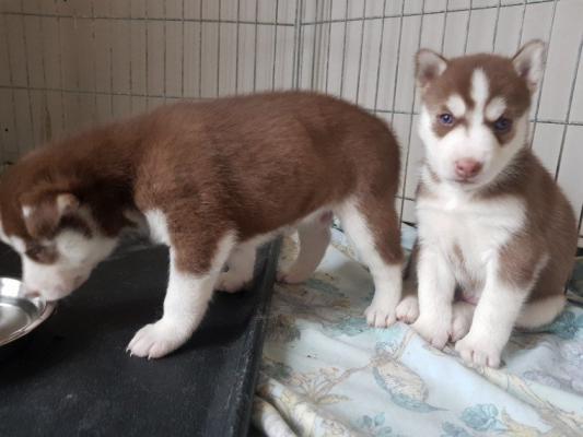 QUALITY, HEALTHY  huskypuppies ready