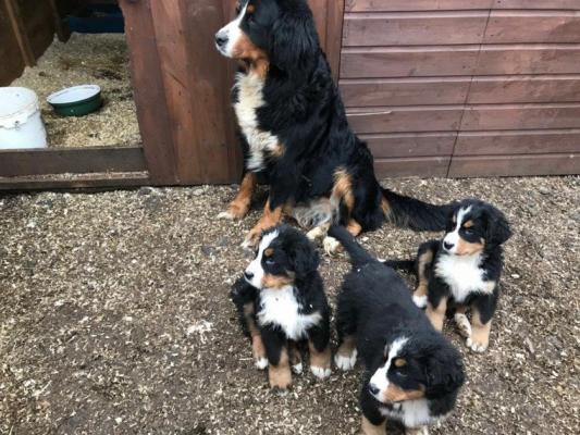 QUALITY, HEALTHY  bernese mountain puppies ready