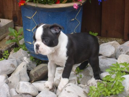 QUALITY, HEALTHY  boston terrier puppies ready