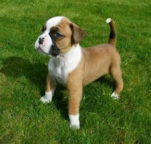 QUALITY, HEALTHY  boxer  puppies ready