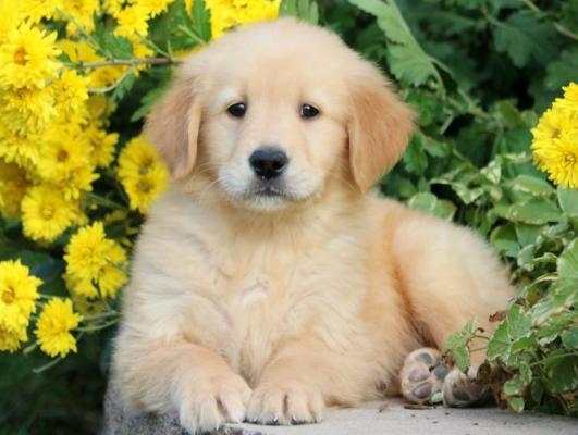 Butter  Gorgeous pup* playful Golden retreiver 