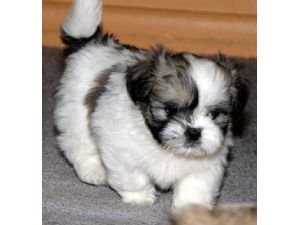 QUALITY, HEALTHY  lhasa apso puppies ready