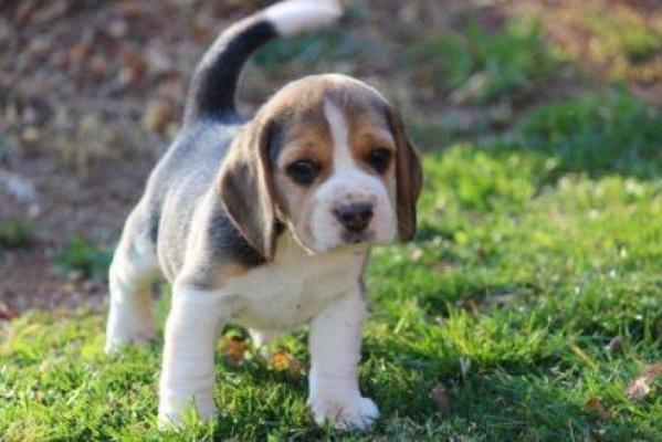 6 sweet  Beautiful beagle   ready now