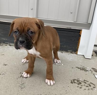 male and female boxer puppies for sale