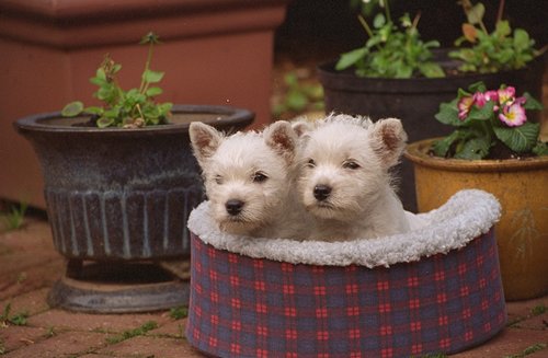  Kc West Highland Terrier Puppies For Sale